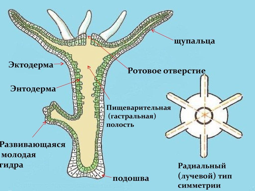 Кракен оф